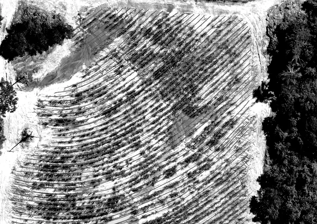 Linhas de plantio de cana-de-açúcar mapeadas sobre uma imagem aérea