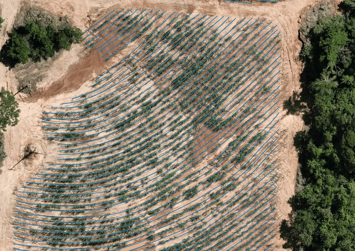 Restituição de linhas: linhas de plantio de cana-de-açúcar vetorizadas sobre uma imagem aérea